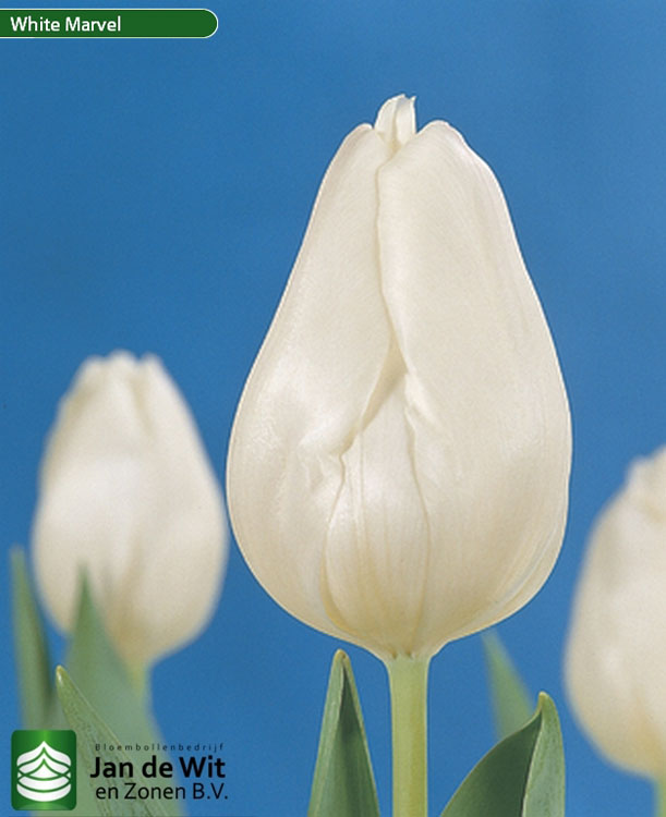 licencia Repegar ventilador Tulipanes | Akiko