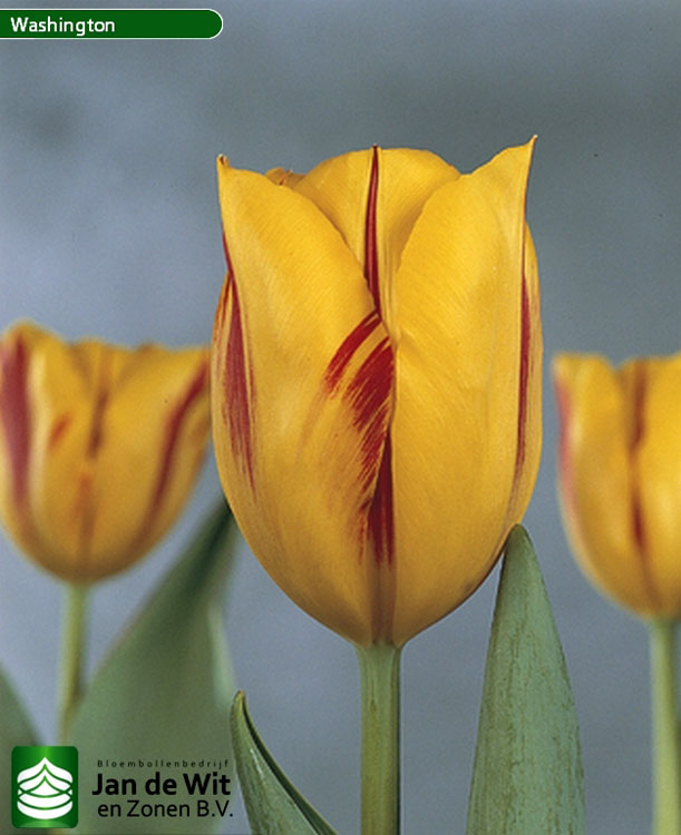 licencia Repegar ventilador Tulipanes | Akiko